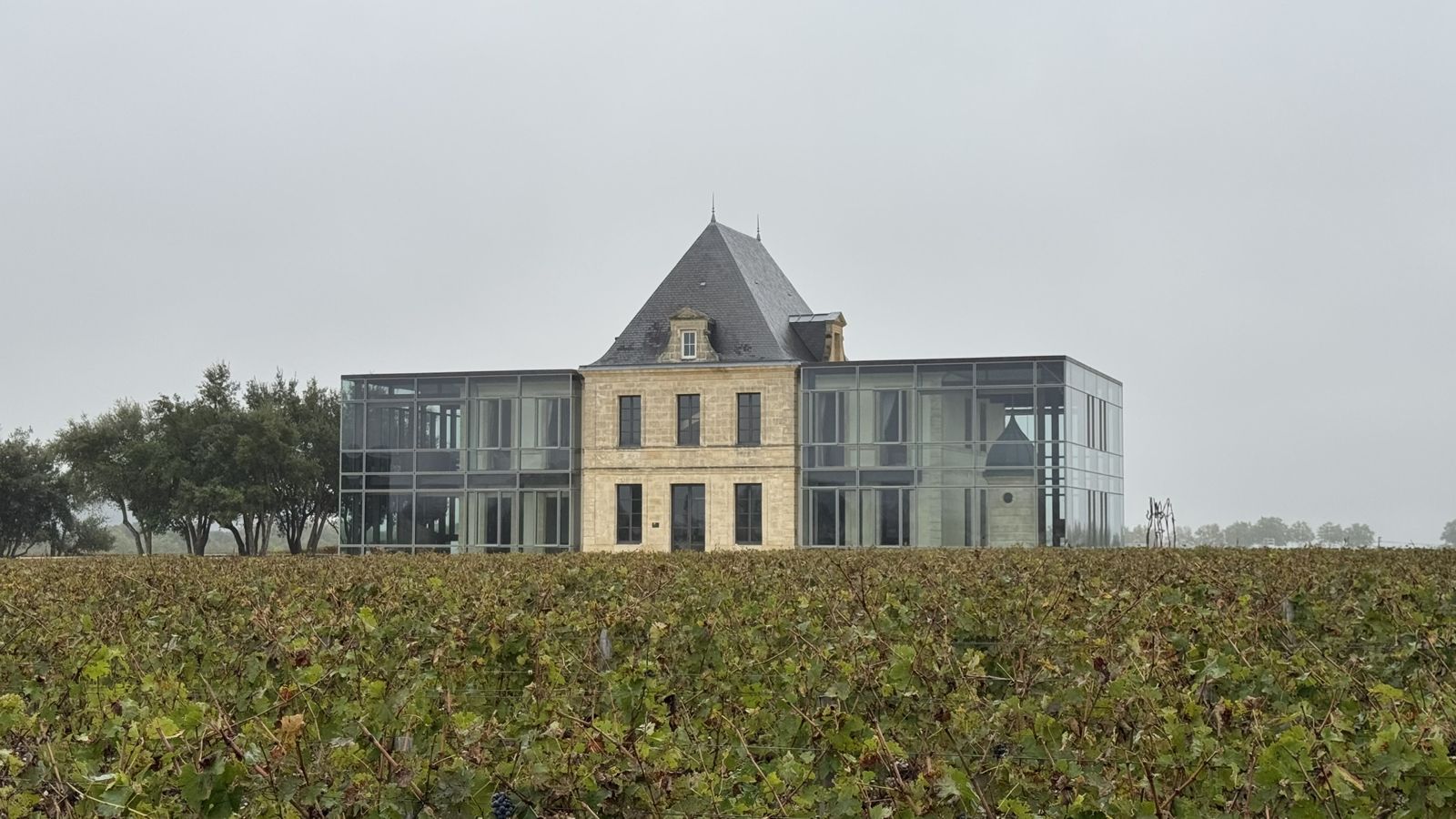 Château Pedesclaux au milieu des vignes, Pauillac