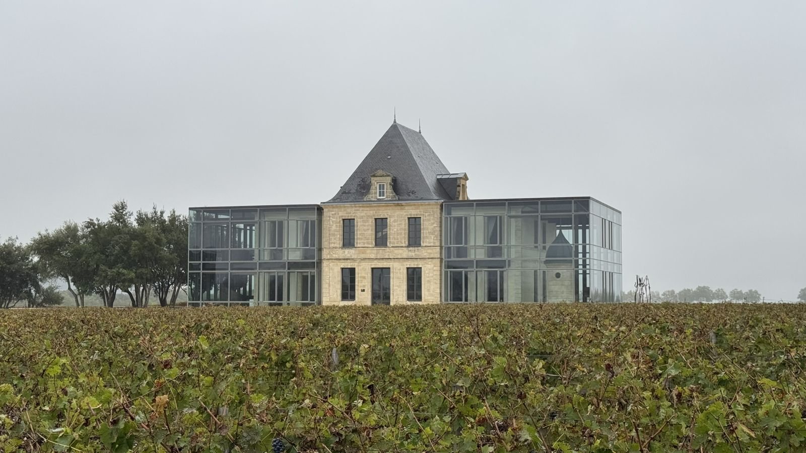 Château Pedesclaux au milieu des vignes, Pauillac