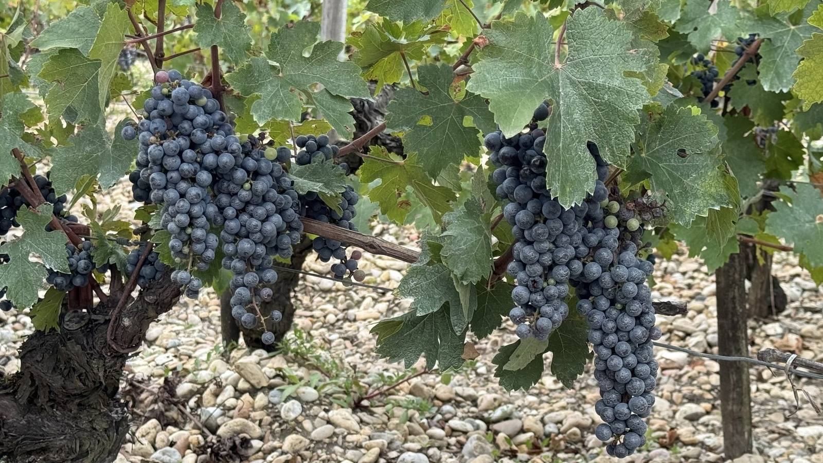 Grappes de raisin noir sur les vignes du château Phélan Ségur à Saint-Estèphe